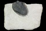 Metacanthina Trilobite - Lghaft, Morocco #101571-1